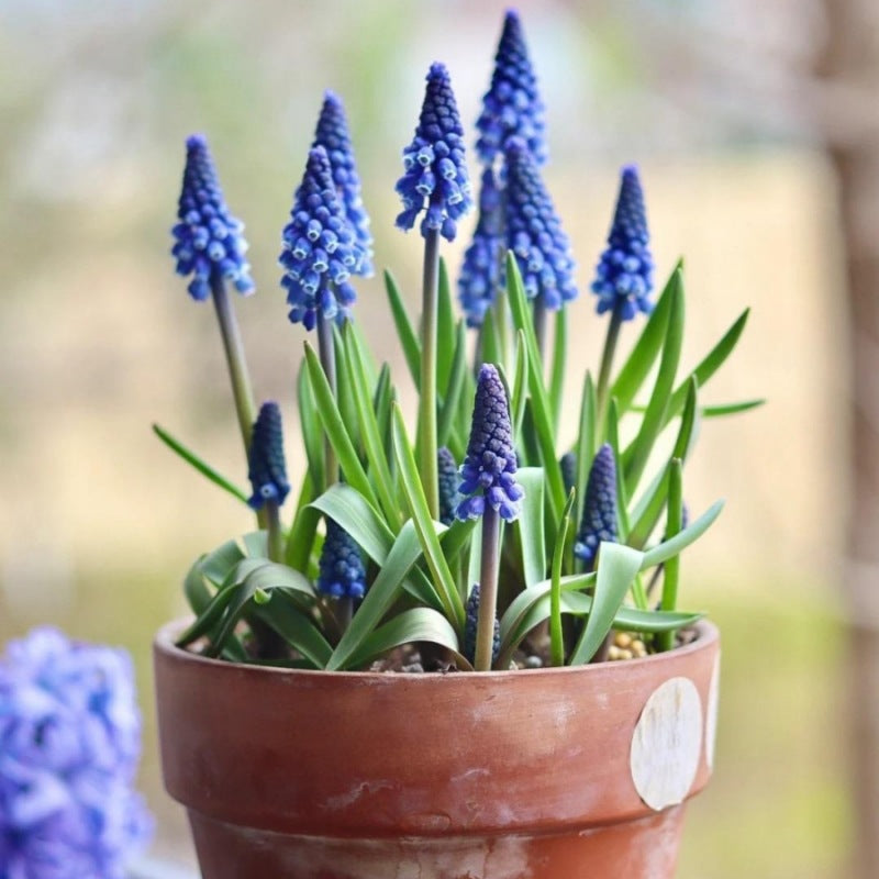 Grape Hyacinth Planting Bulbs