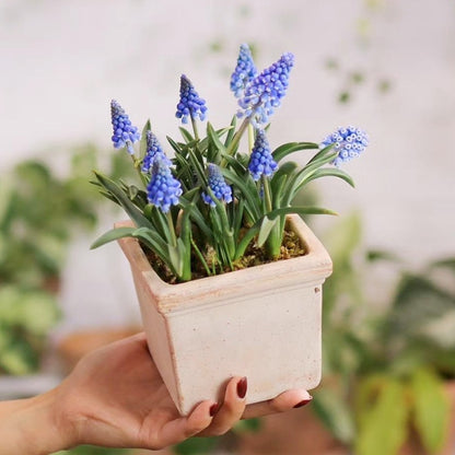 Grape Hyacinth Planting Bulbs