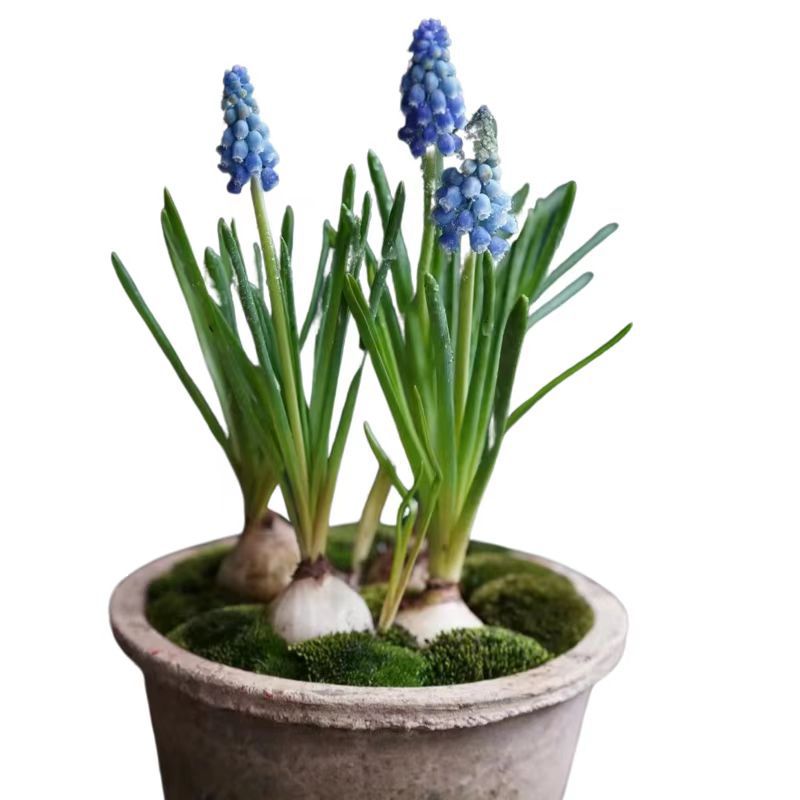 Grape Hyacinth Planting Bulbs