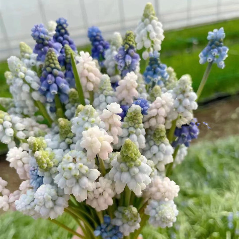 Grape Hyacinth Planting Bulbs