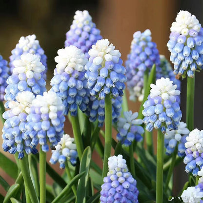 Grape Hyacinth Planting Bulbs
