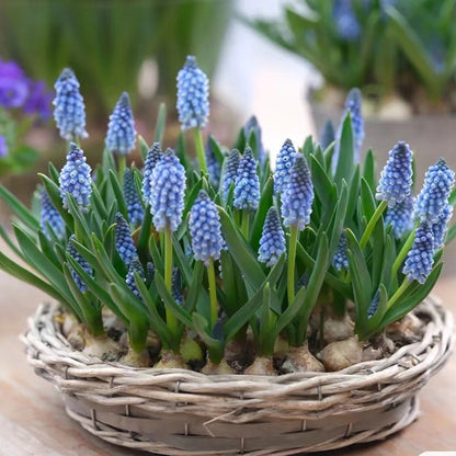 Grape Hyacinth Planting Bulbs