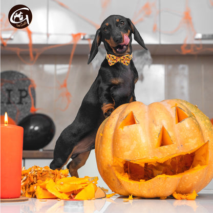 Halloween pet collar