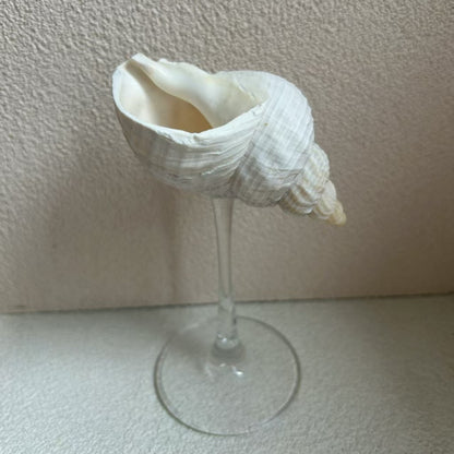 Handmade Shell Conch Aromatherapy Dish