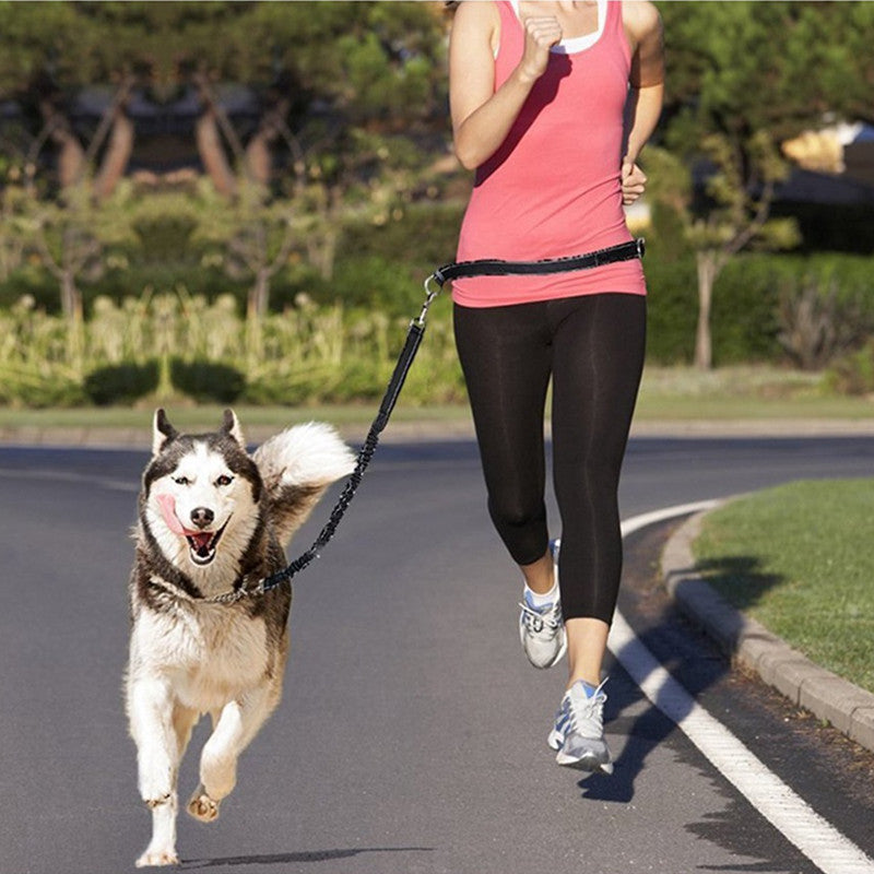 Hands-free leash for dogs and cats