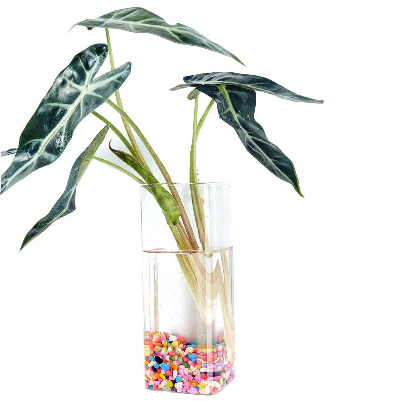 Hanging Hydroponic Glass Vase for Plants Wall Decor