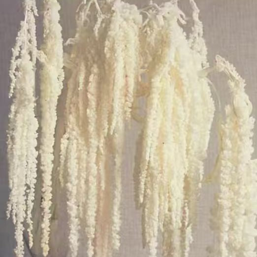 Hanging Preserved Flower Arrangements