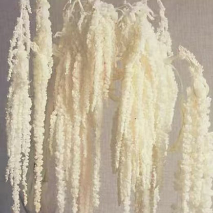 Hanging Preserved Flower Arrangements
