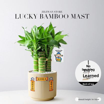 Hydroponic Bamboo Desk Plant with Ceramic Pot