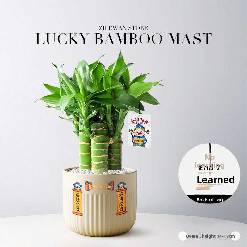 Hydroponic Bamboo Desk Plant with Ceramic Pot