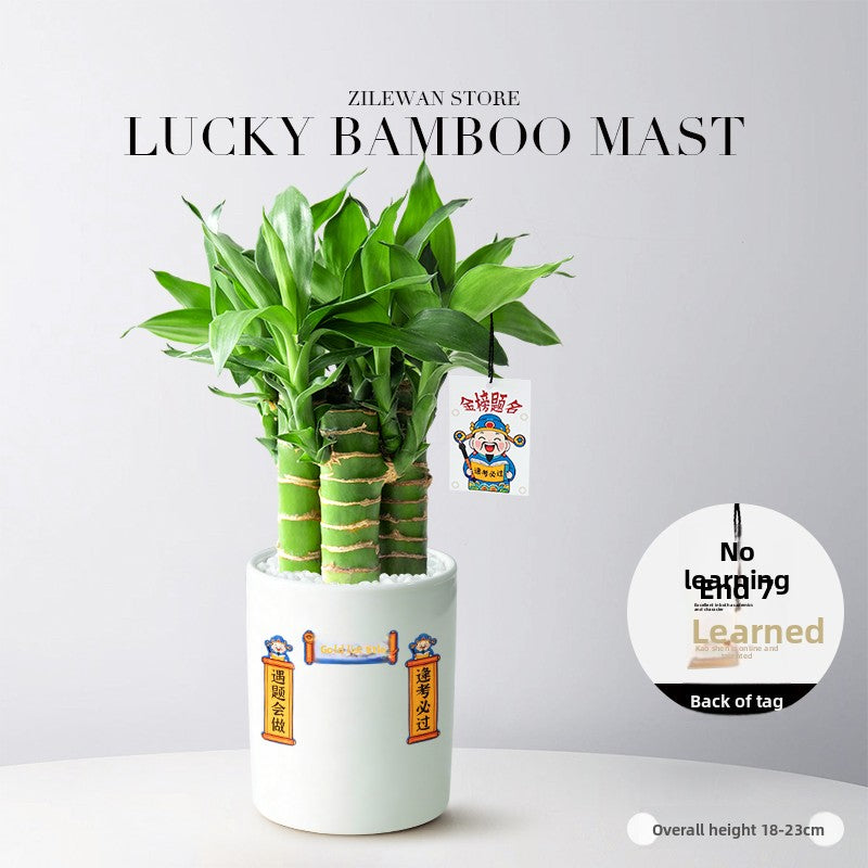 Hydroponic Bamboo Desk Plant with Ceramic Pot