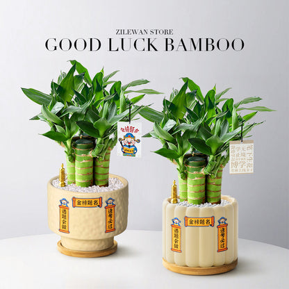 Hydroponic Bamboo Desk Plant with Ceramic Pot
