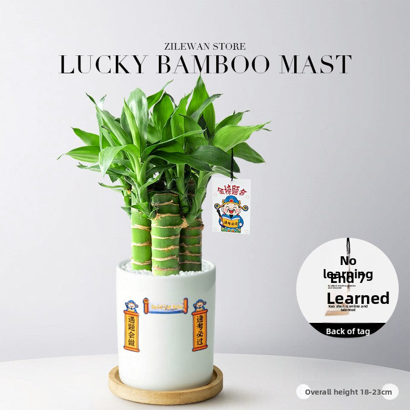Hydroponic Bamboo Desk Plant with Ceramic Pot