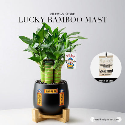 Hydroponic Bamboo Desk Plant with Ceramic Pot