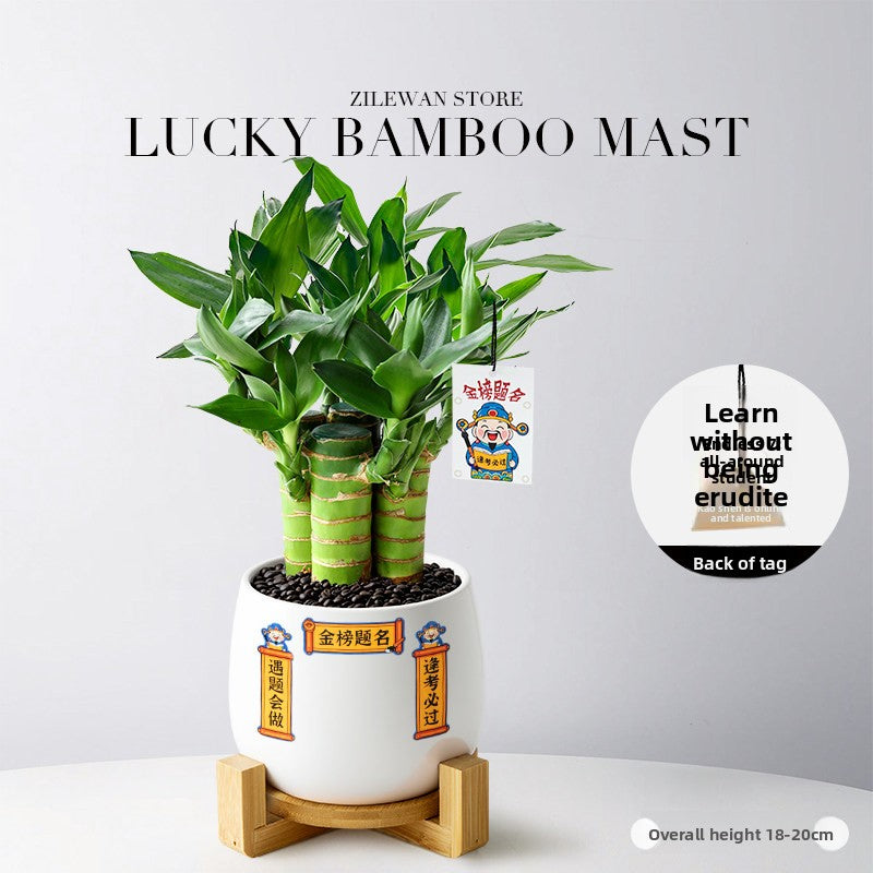 Hydroponic Bamboo Desk Plant with Ceramic Pot