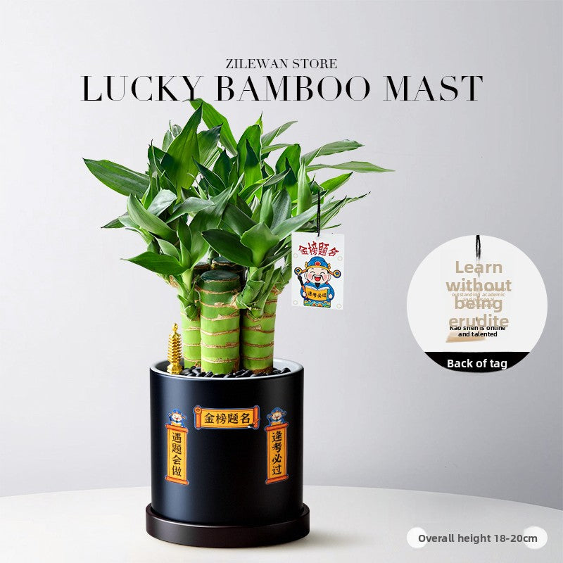 Hydroponic Bamboo Desk Plant with Ceramic Pot