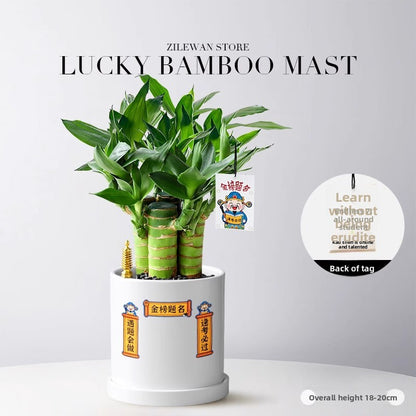 Hydroponic Bamboo Desk Plant with Ceramic Pot