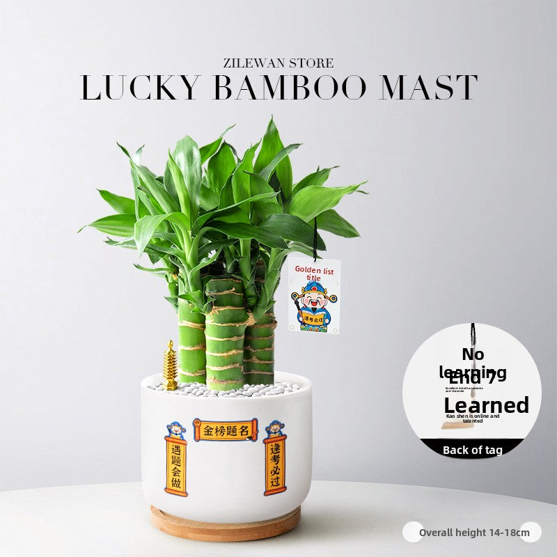 Hydroponic Bamboo Desk Plant with Ceramic Pot