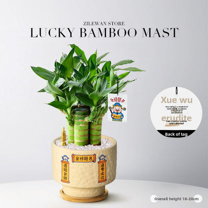Hydroponic Bamboo Desk Plant with Ceramic Pot