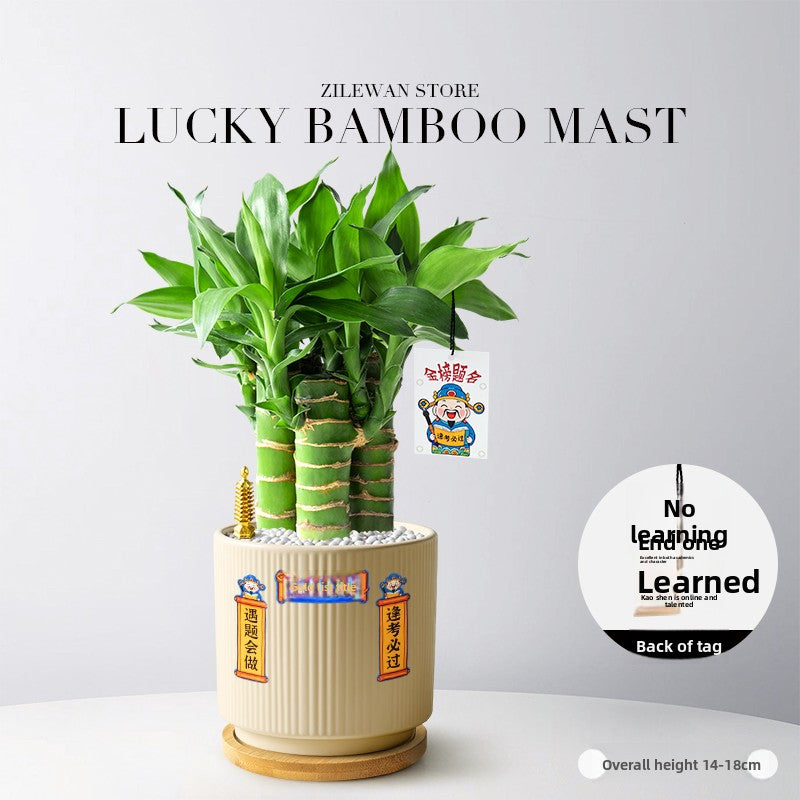 Hydroponic Bamboo Desk Plant with Ceramic Pot