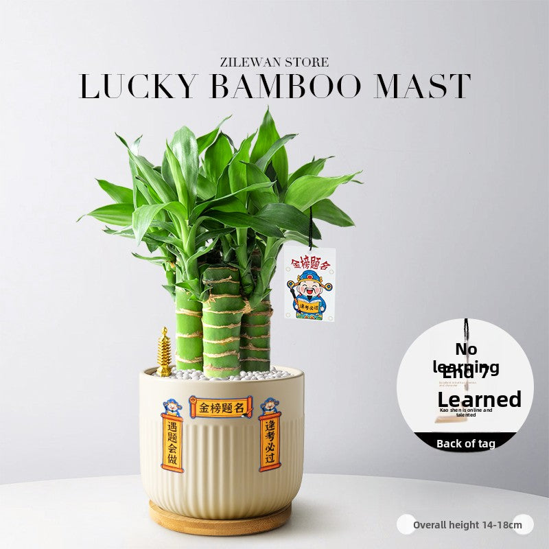 Hydroponic Bamboo Desk Plant with Ceramic Pot