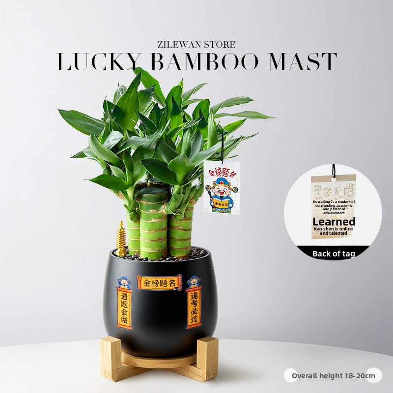 Hydroponic Bamboo Desk Plant with Ceramic Pot