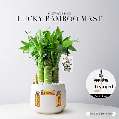 Hydroponic Bamboo Desk Plant with Ceramic Pot