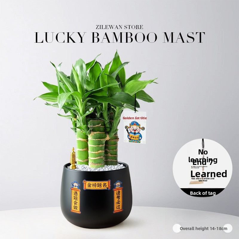 Hydroponic Bamboo Desk Plant with Ceramic Pot