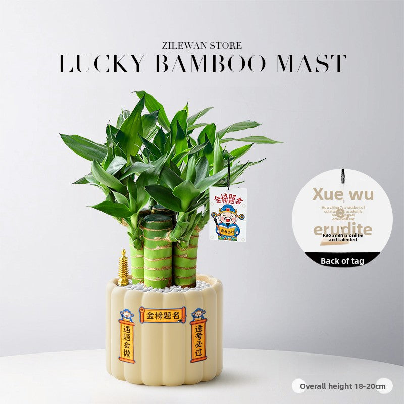 Hydroponic Bamboo Desk Plant with Ceramic Pot