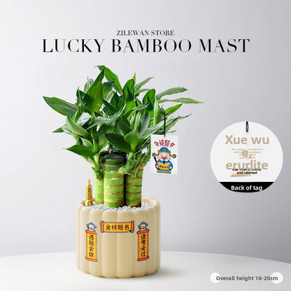 Hydroponic Bamboo Desk Plant with Ceramic Pot