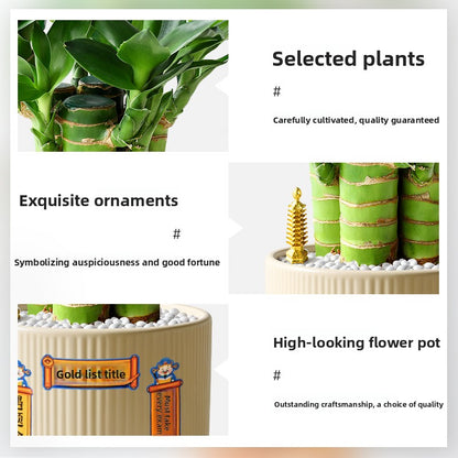 Hydroponic Bamboo Desk Plant with Ceramic Pot