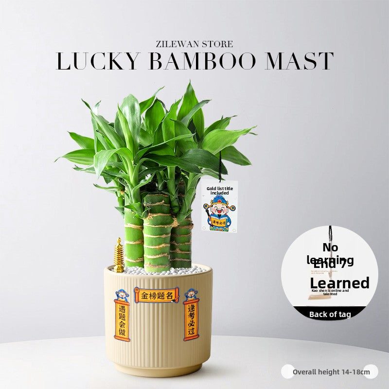 Hydroponic Bamboo Desk Plant with Ceramic Pot