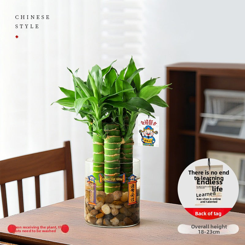 Hydroponic Bamboo Desk Plant with Ceramic Pot