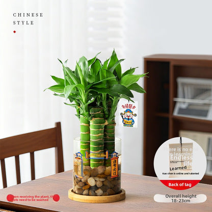 Hydroponic Bamboo Desk Plant with Ceramic Pot