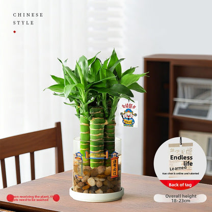 Hydroponic Bamboo Desk Plant with Ceramic Pot