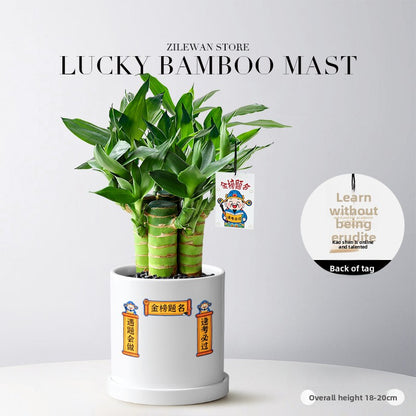 Hydroponic Bamboo Desk Plant with Ceramic Pot