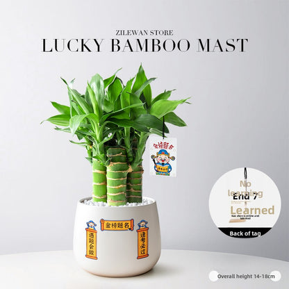 Hydroponic Bamboo Desk Plant with Ceramic Pot