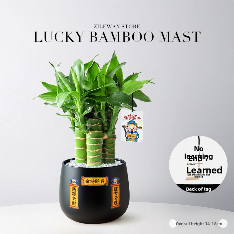 Hydroponic Bamboo Desk Plant with Ceramic Pot