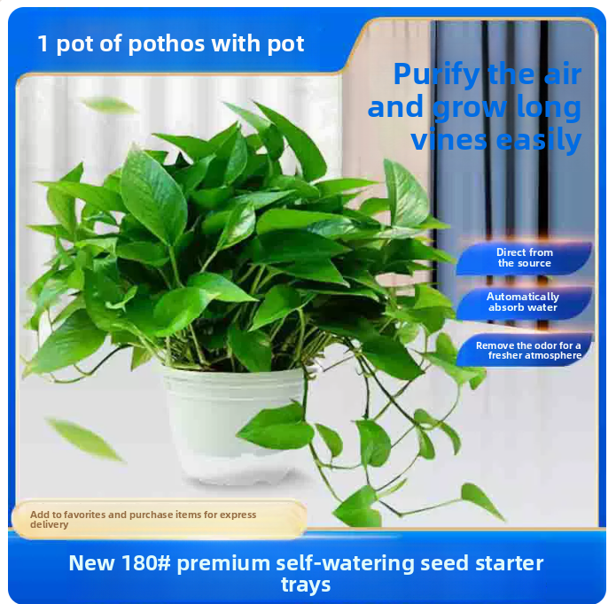 Hydroponic Lucky Bamboo Indoor Plant with Glass Vase