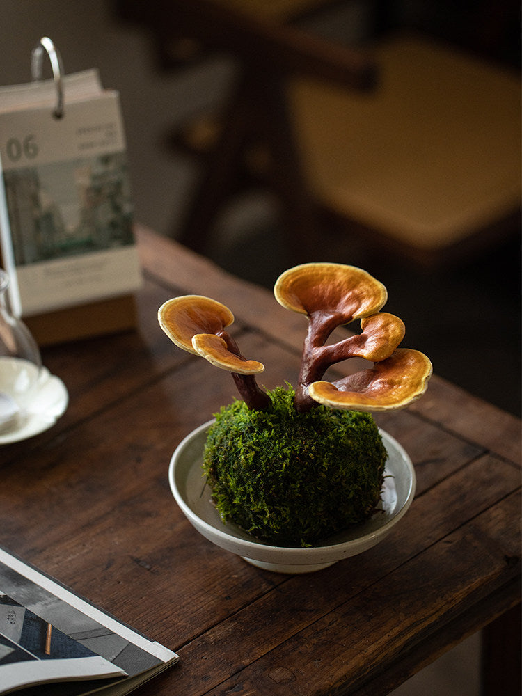 Indoor Desktop Ganoderma Potted Foliage Plant