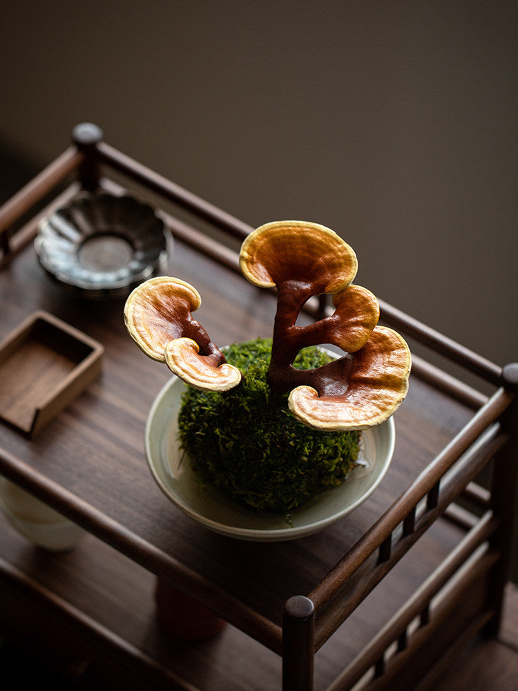 Indoor Desktop Ganoderma Potted Foliage Plant