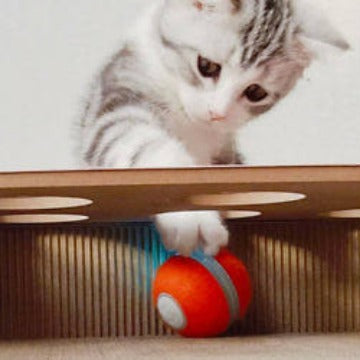 Intelligent cat teasing toys