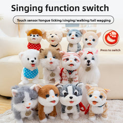 Samoyed