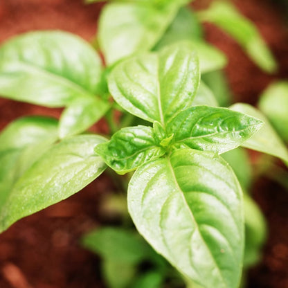 Large Leaf Basil Mint Herb Seeds
