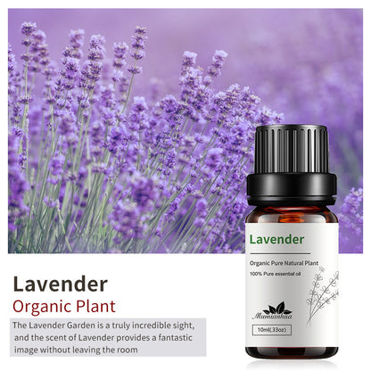 Lavender fragrance essential oil