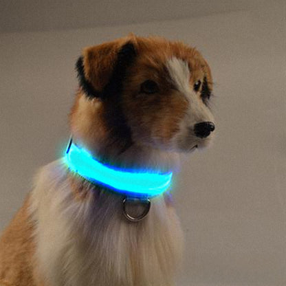 LED dog collar
