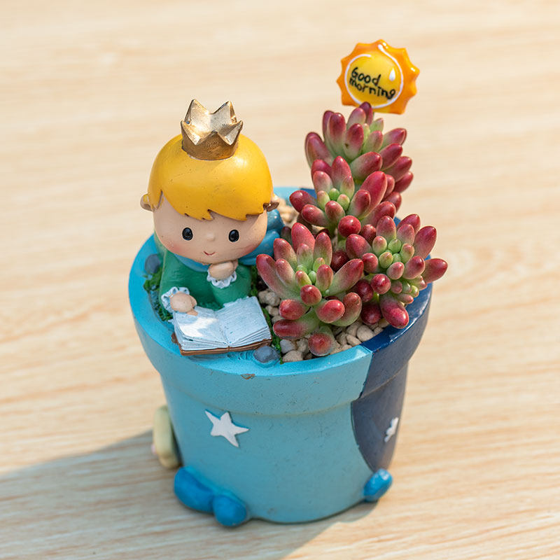 Little Prince Succulent Flower Pot with Decorative Insert