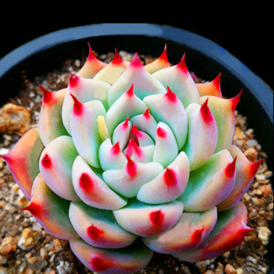 Live Succulent Plants