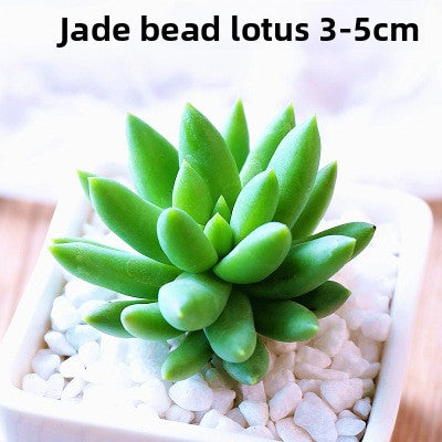 Live Succulent Plants