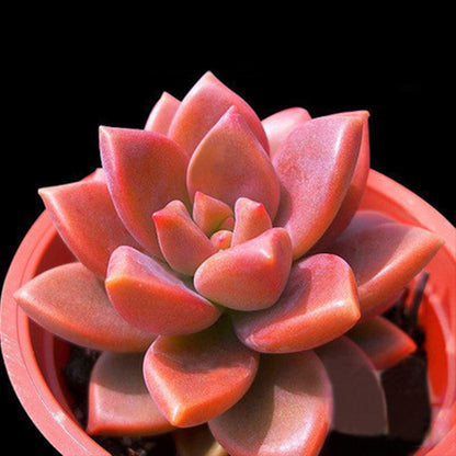 Live Succulent Plants